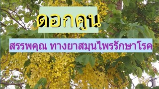 2สูตรยาสมุนไพรจากต้นคูน ทั้งดอก ใบ เป็นยาฆ่าเชื่้อได้ดี รักษาแผลสด แผลอักเสบมีหนอง/โดยฮอยไทยอีสาน