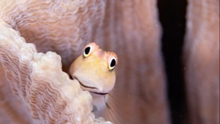 Yaeyama Blennig: Ternyata penduduk imut di "SpongeBob SquarePants" benar-benar ada!