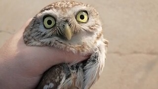 emm, melepaskan seekor burung hantu yang lucu