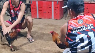 3 cock derby at inayawan cebu