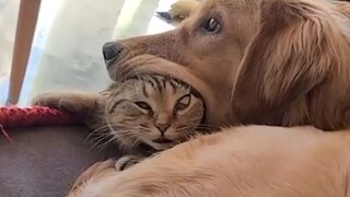 "Mungkin itu sebabnya kucing membenci anjing!"