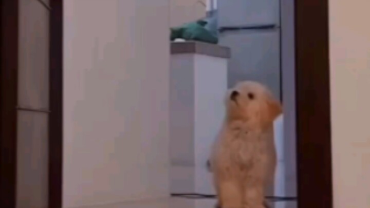 When you secretly hide behind the door to watch the puppy’s reaction… it’s just too cute!