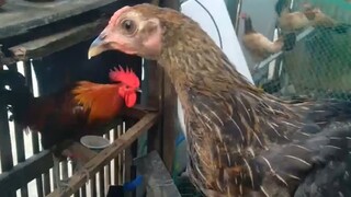 offspring for sale, tornado broodcock 1month old 2500 trio ship via DLTB bus massage lang