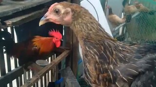 offspring for sale, tornado broodcock 1month old 2500 trio ship via DLTB bus massage lang