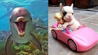 Cute baby animals Videos Compilation cute moment of the animals - Soo Cute! #6