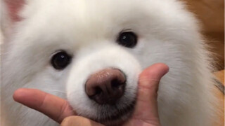 我的狗不会卖萌了！