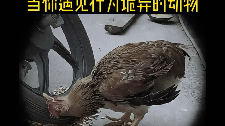 Jika Anda bertemu binatang aneh, menjauhlah dari mereka.