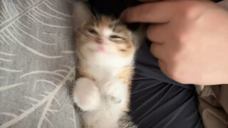 How can a kitten sleep like this?