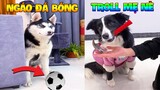 Thú Cưng Vlog | Ngáo Phá Hoại Và Đầu Moi #2 | Chó thông minh vui nhộn | Smart dog funny cute pets