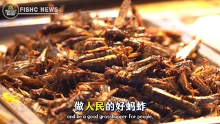 Why have "locusts" become regulars at barbecue stalls?❗️And why have locust plagues disappeared?❓