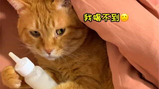 铲屎官出差的后续，自己奶自己！不苦心里苦…