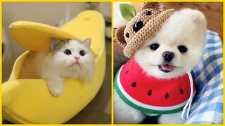 Thư giãn Cùng Boss Cưng Đáng Yêu Cute Không Chịu Nổi P(7) 🐱🐶 Funny Dog & Cat Videos Compilation