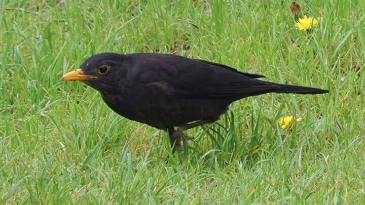 Xin đừng giẫm lên cỏ, hãy cùng nhau bảo vệ bãi cỏ!