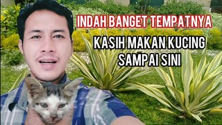 Mengunjungi Kucing Jalanan  Ketemu Tempat Indah Banget | Sekalian Mau Adopsi Si Kecil Tempat Sampah!
