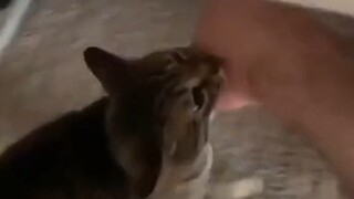 当你家猫猫带了女朋友回家，非得带你去看看时……