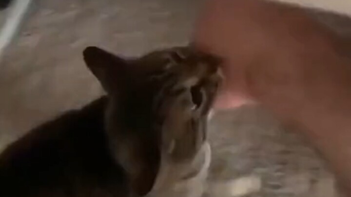 当你家猫猫带了女朋友回家，非得带你去看看时……