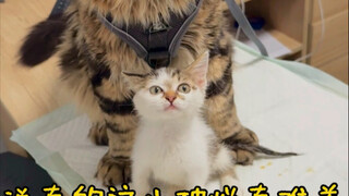 罗宾：哪里难养我就要养……