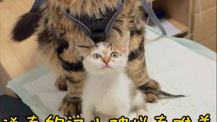罗宾：哪里难养我就要养……