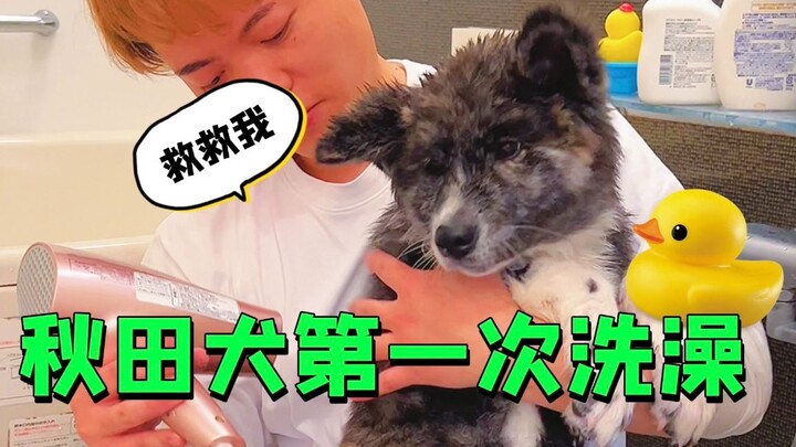 😂 Chú chó Akita nhỏ Béo Hổ lần đầu tiên được tắm!