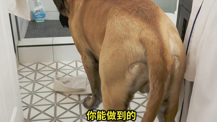 Anjing ukuran super besar hanya punya sedikit keberanian saja