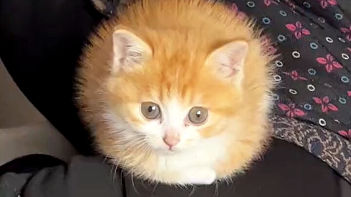 “This… this little milk cat is just too cute!!”