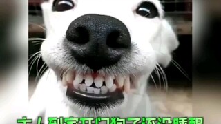 เจ้านายกลับถึงบ้านแล้ว แต่เจ้าหมาตัวน้อยยังไม่ตื่น รีสตาร์ทสักหน่อยก็หายแล้ว!