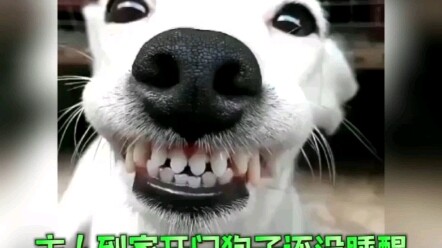 Tuan sudah pulang, anjingnya belum bangun, tinggal restart saja pasti baik-baik saja!