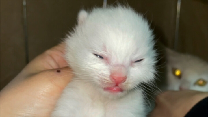 猫德学院要变成猫德妇幼保健院了