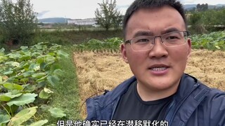 大家都知道槟榔致癌，趁热度我讲一些平时不敢讲的