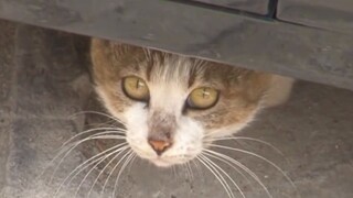 【Animal Circle】Stray cat brought food to her kittens.