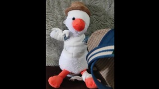 买一只吟宝回家折磨