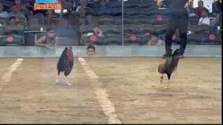 2nd fight 2Hits sa Roligon Oct 23,2025 "BATOMAN"