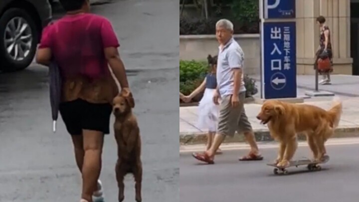 你大爷还是你大爷，盘点那些年爷爷奶奶家养的猫咪狗狗们~#