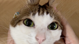 Why is this rabbit meowing?