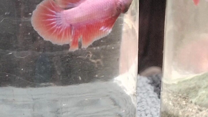 wag panuorin