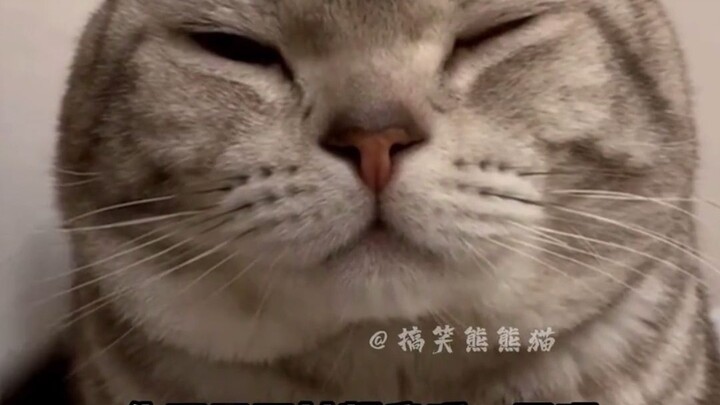 Kucing kecil yang bisa mengerti bahasa manusia