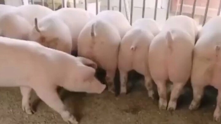 Always Mind the Order in Public Places!