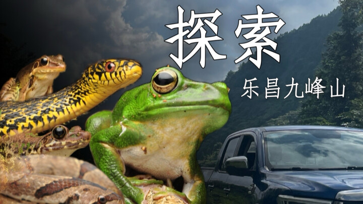 Venturing into Jiufeng Mountain in Lecheng, I encountered a giant king rat snake!