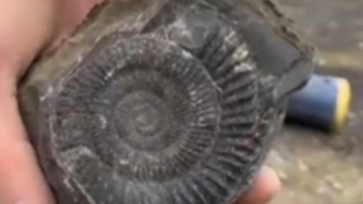 ริมชายฝั่งอันเก่าแก่ซ่อนกล่องเซอร์ไพรส์โบราณที่เต็มไปด้วยฟอสซิลทะเลโบราณอย่างฟอสซิลแคมป์ตอไนต์จำนวนม