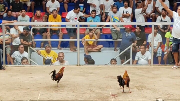 The Bruce x Lemon - Draw