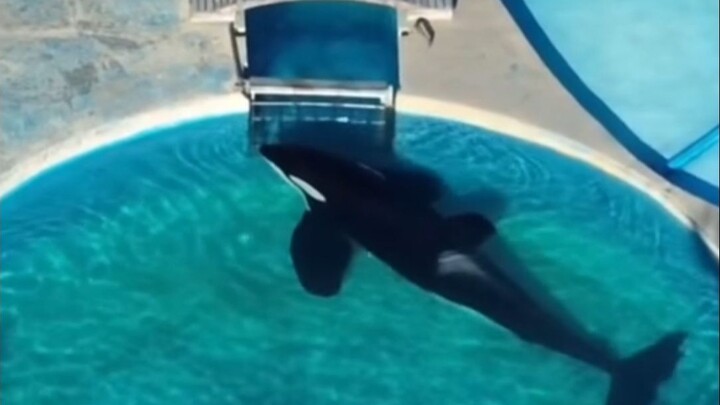 Paus pembunuh terus mematung di depan pintu keluar selama 24 jam, terjebak seumur hidup oleh penyela