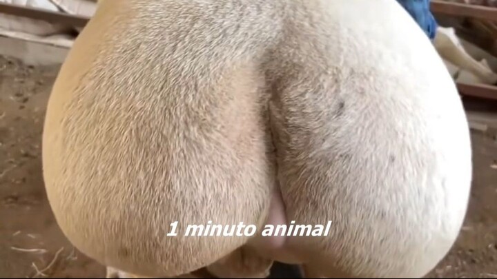 1 minuto animal- o maior popozão do reino animal...