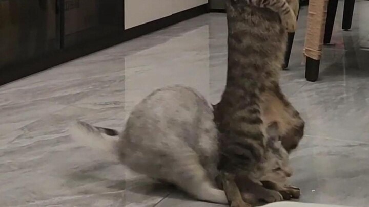 Menarinya bagus sekali, lain kali jangan menari lagi.