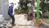 Dogs are Incredible Ep 5.2