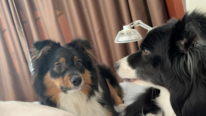 ถูกซีมี่ลู่ปลุกให้ตื่น แล้วมันตื่นแล้วก็ไม่ยอมให้เราหลับต่อสักที!