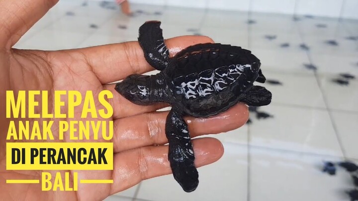 MELEPAS ANAK PENYU DI PANTAI PERANCAK BALI /PENETASAN PENYU/PELESTARIAN PENYU/MINGU MING 28 JUNI 202