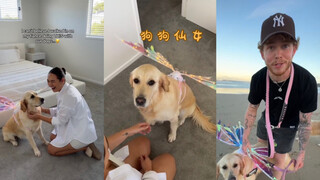 Anjing di rumahku berubah menjadi peri 🧚‍♀️