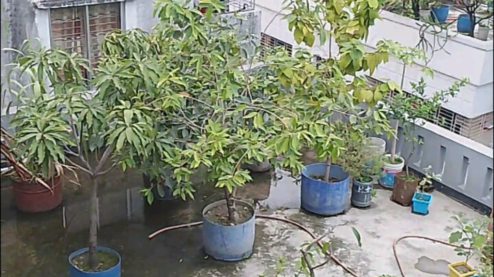 সাদ বাগান