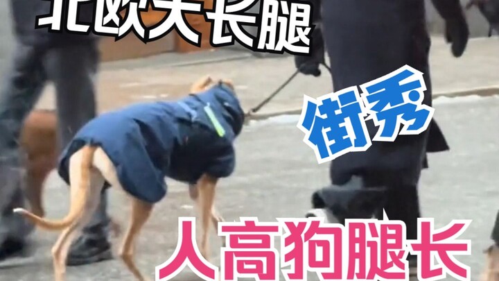 Rekaman langsung OOTD warga Nordik dengan rata-rata 185, bahkan anjingnya pun langsing!