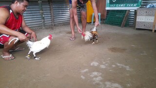 trainor bulik (YKZ) vs white (manok ng tropa)